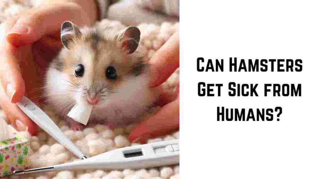 Can Hamsters Get Sick from Humans