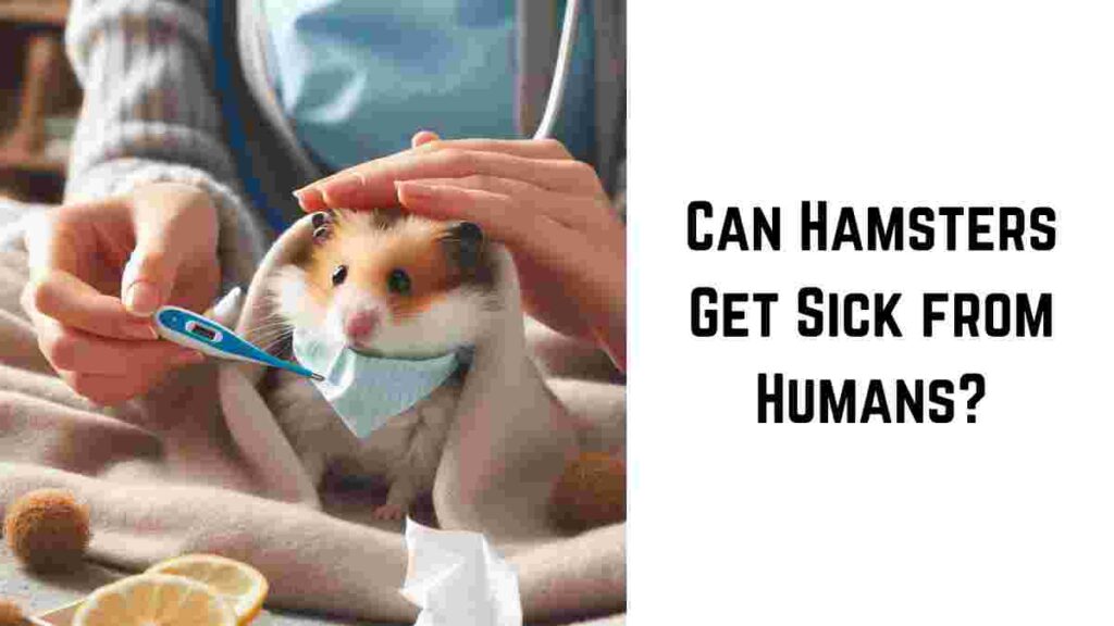 Can Hamsters Get Sick from Humans