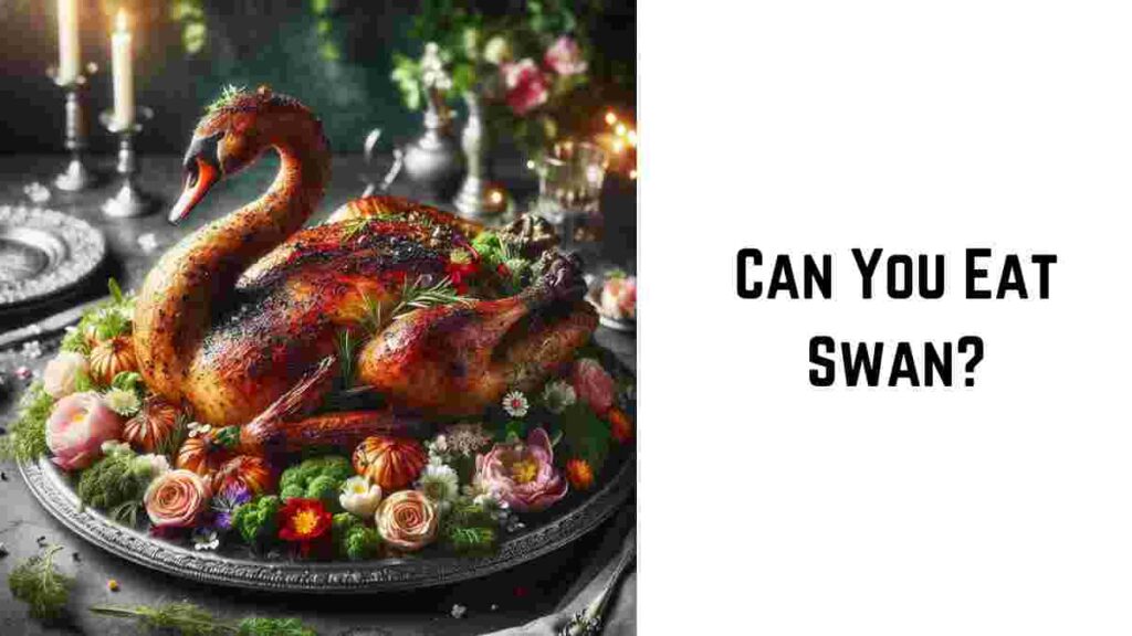 Can You Eat Swan