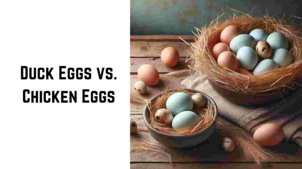 Duck Eggs vs Chicken Eggs