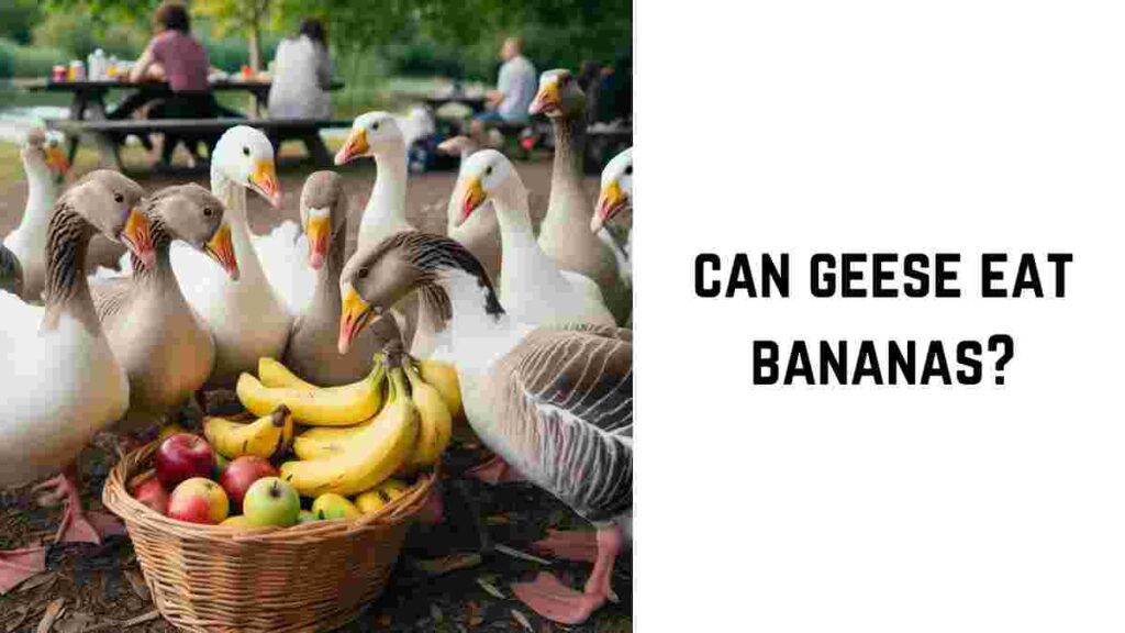 can geese eat bananas