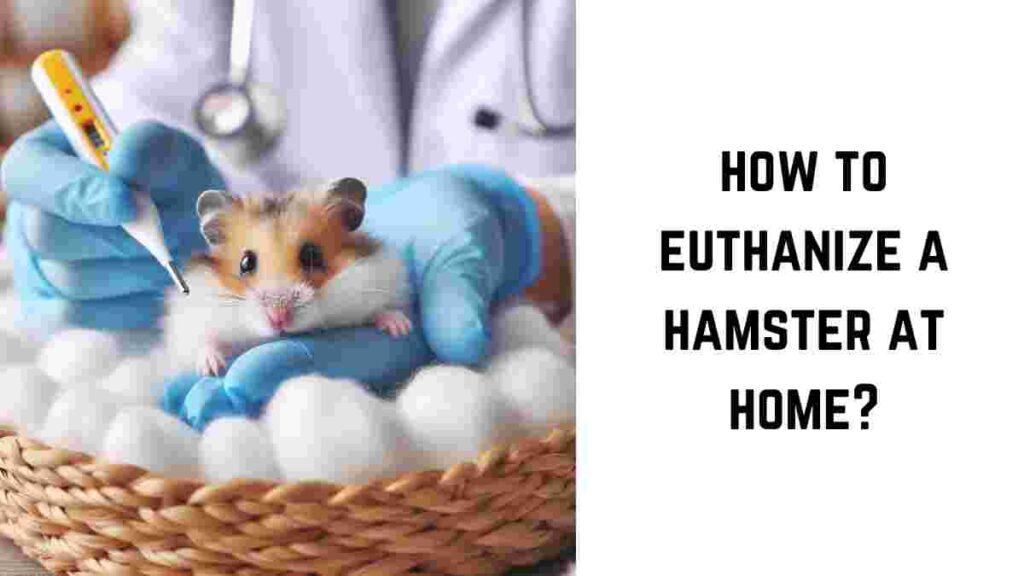 how to euthanize a hamster at home