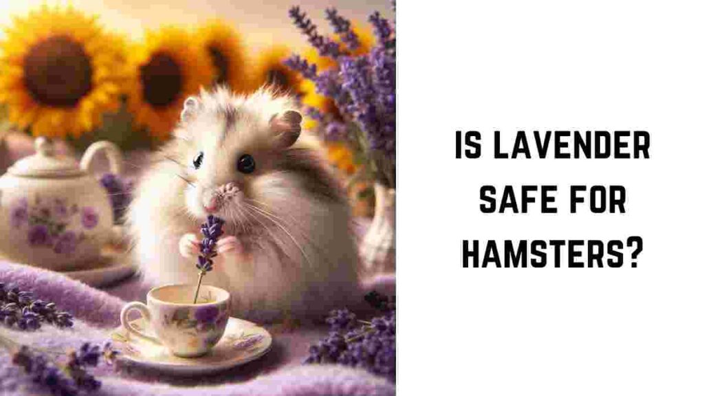 is lavender safe for hamsters