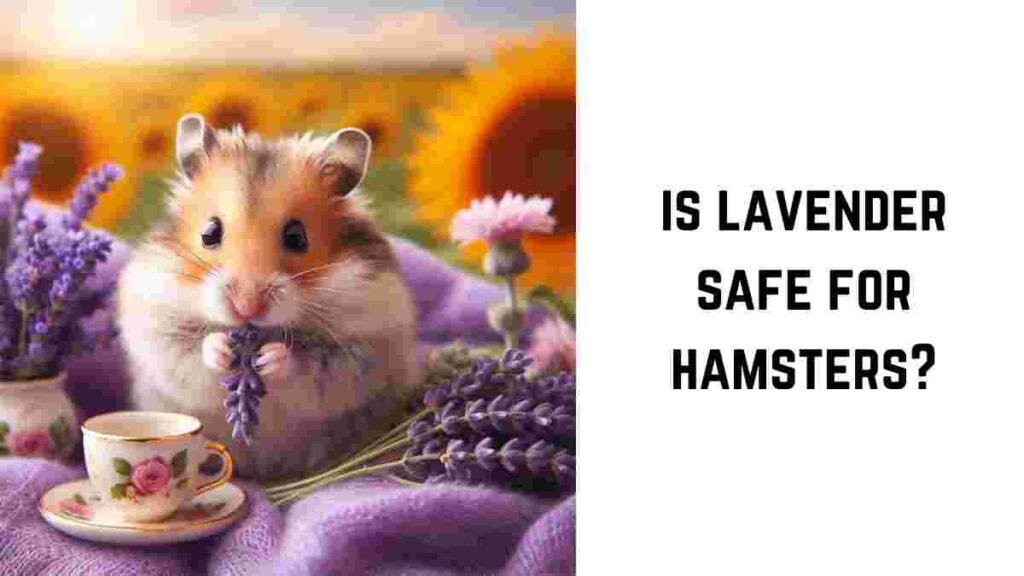 is lavender safe for hamsters