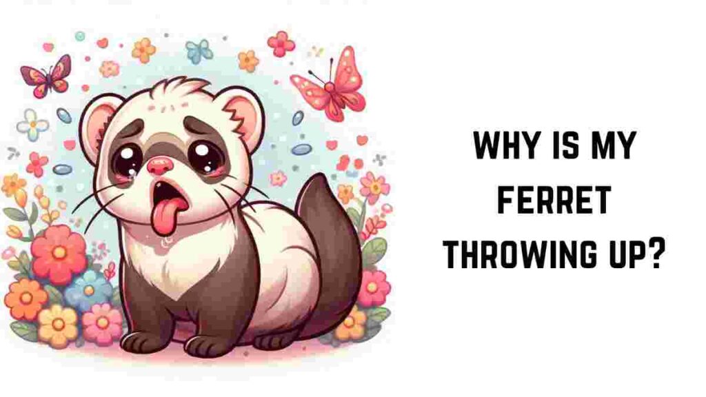 why is my ferret throwing up (1)