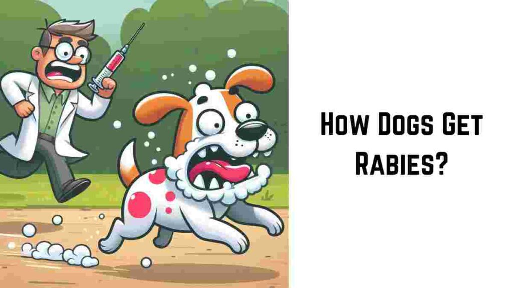 How Dogs Get Rabies