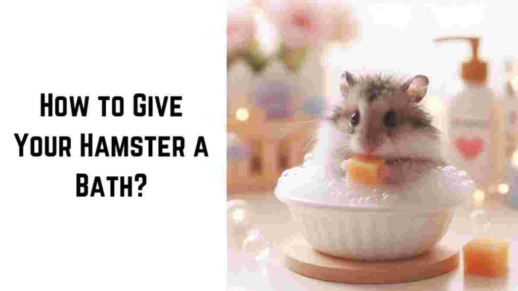 How to Give Your Hamster a Bath (1)