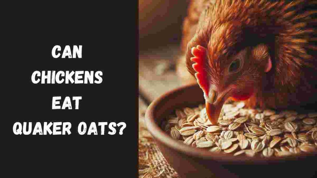 Can Chickens Eat Quaker Oats