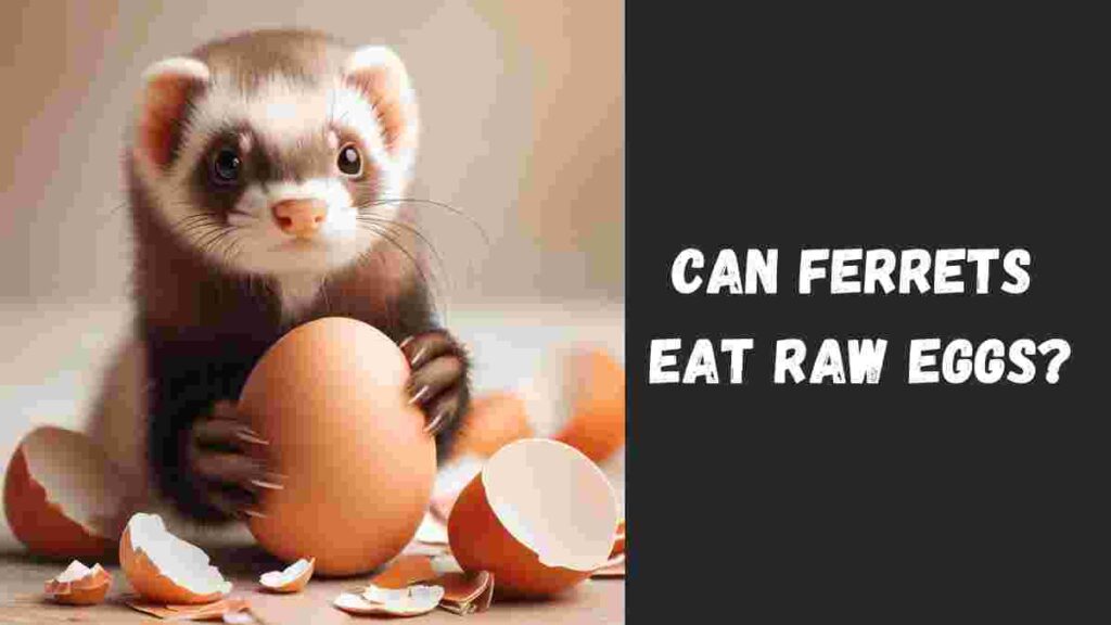 Can Ferrets Eat Raw Eggs