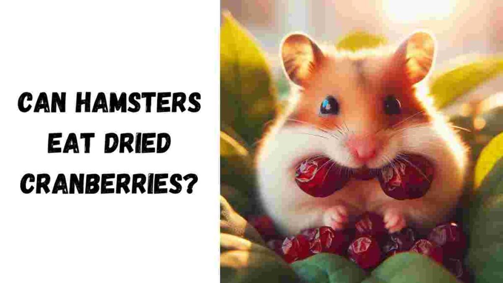 Can Hamsters Eat Dried Cranberries