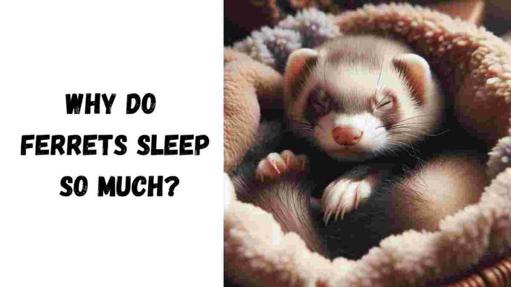 Why Do Ferrets Sleep So Much