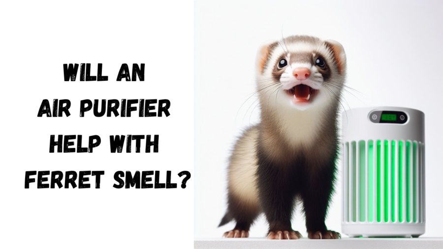 Will an Air Purifier Help with Ferret Smell