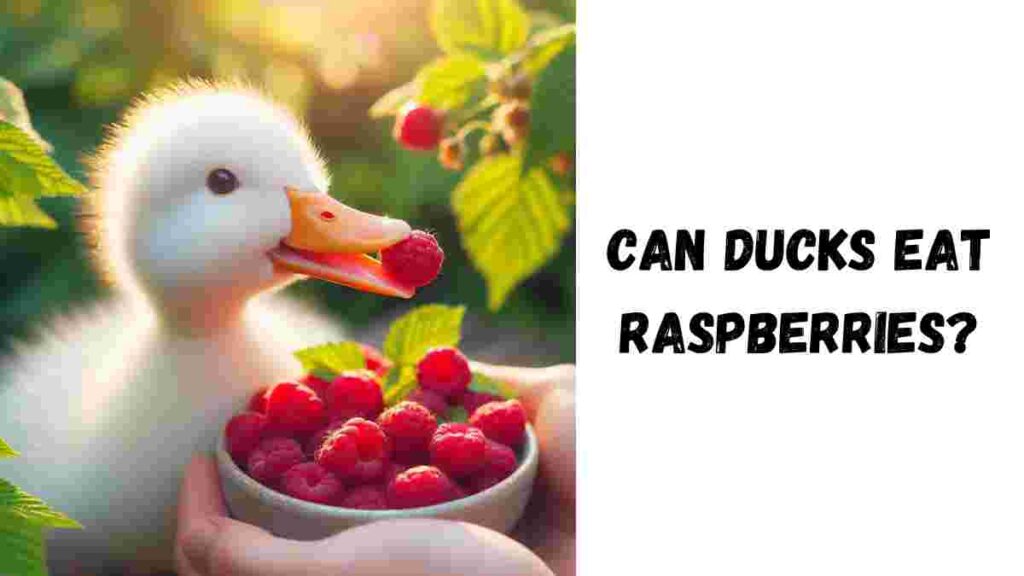 Can Ducks Eat Raspberries