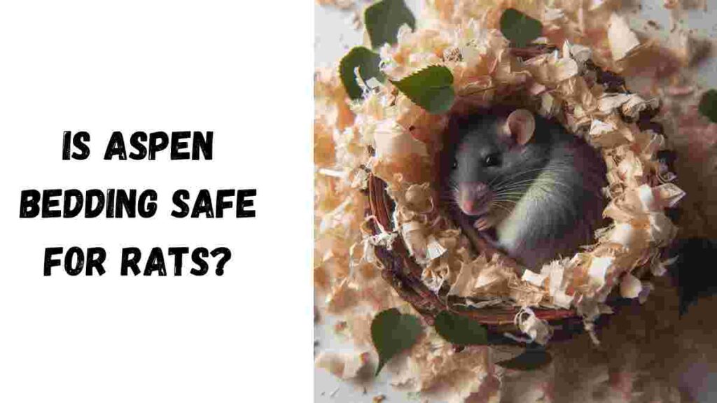 Is Aspen Bedding Safe for Rats