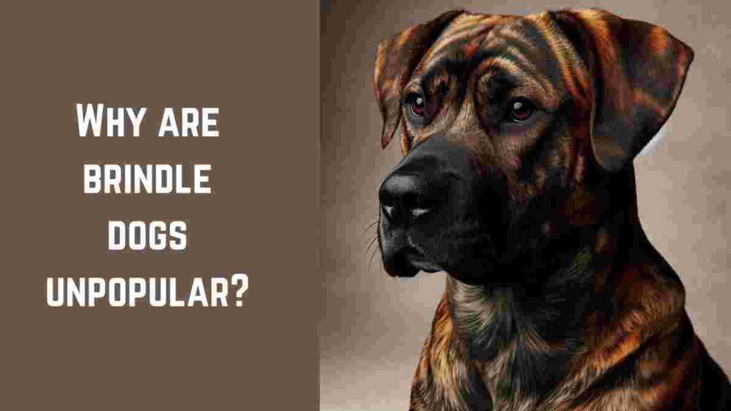 Why are brindle dogs unpopular