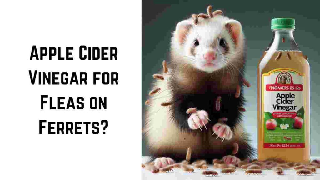 Apple Cider Vinegar for Fleas on Ferrets