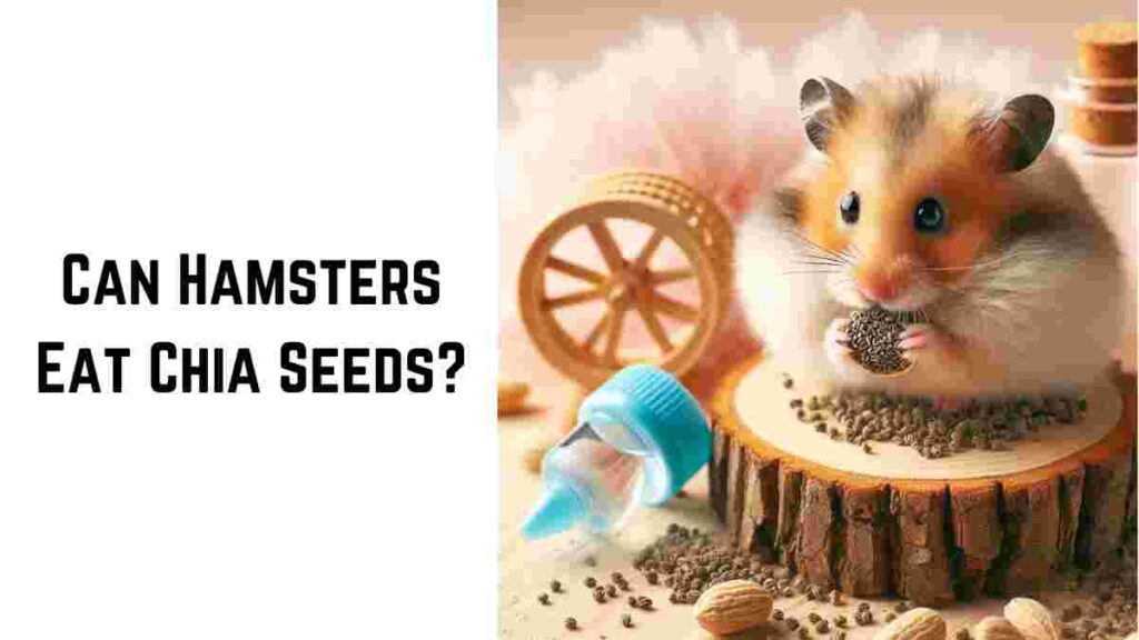 Can Hamsters Eat Chia Seeds