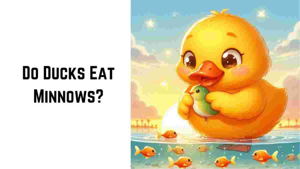 Do Ducks Eat Minnows