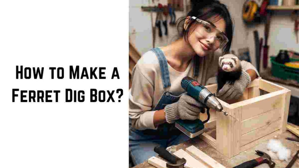 How to Make a Ferret Dig Box