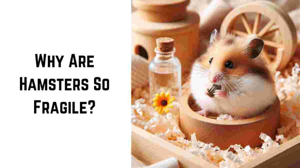 Why Are Hamsters So Fragile