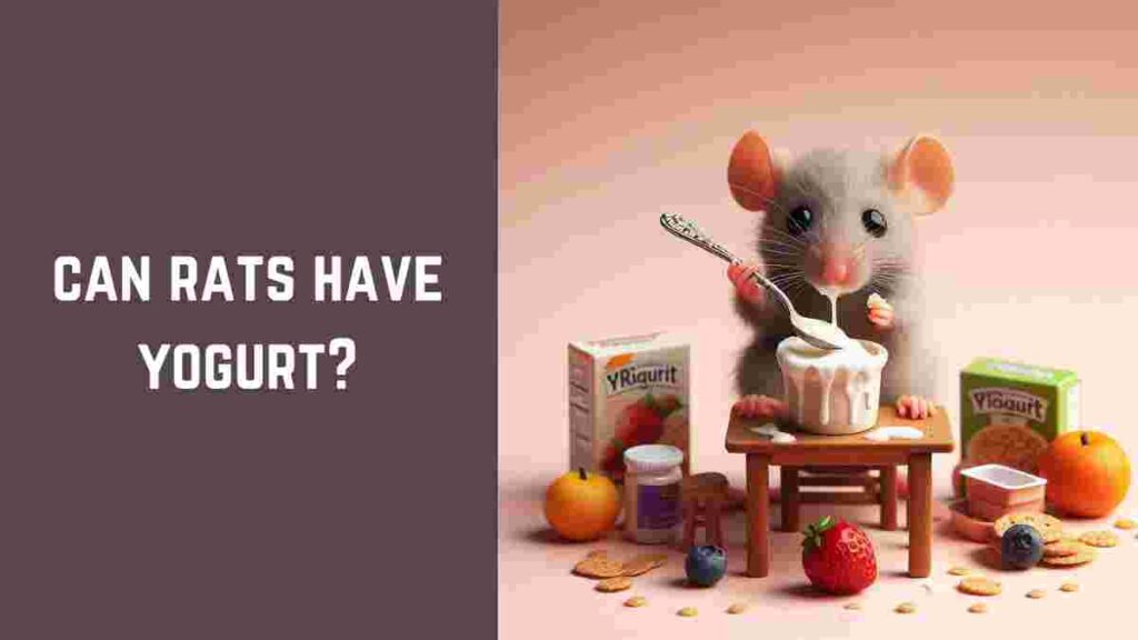 Can Rats Have Yogurt