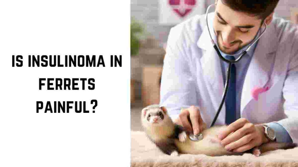 is insulinoma in ferrets painful