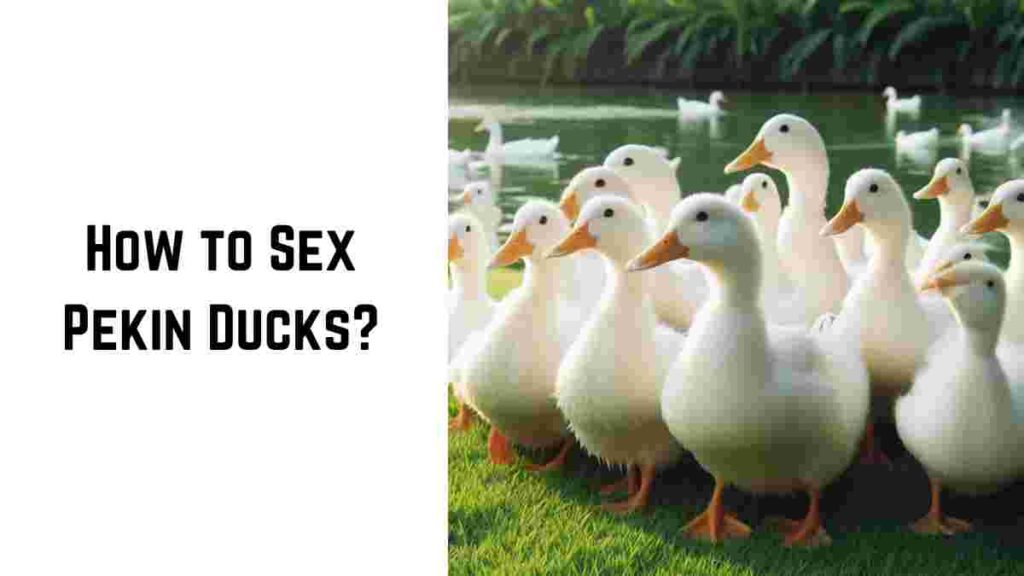 How to Sex Pekin Ducks