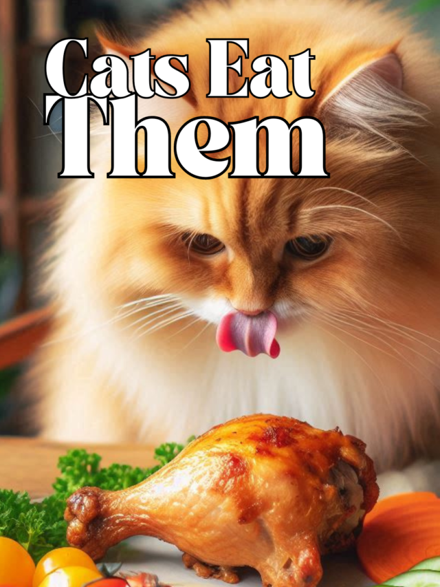 10 Human Foods Your Cat Will Love