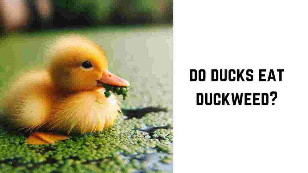 do ducks eat duckweed