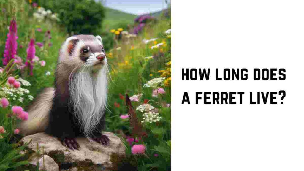 How Long Does a Ferret Live