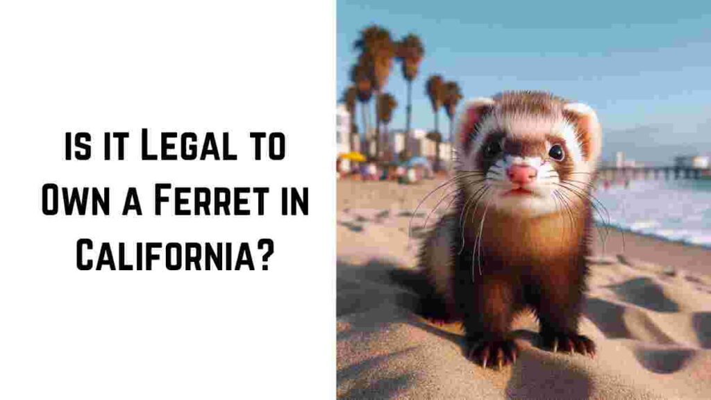 Is it Legal to Own a Ferret in California