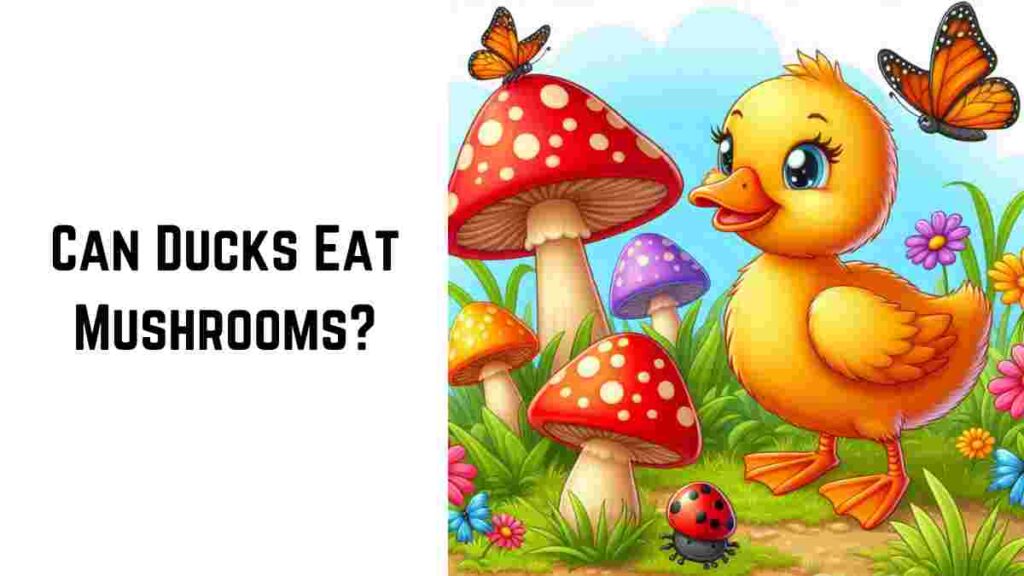 Can Ducks Eat Mushrooms