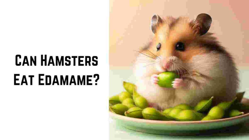 Can Hamsters Eat Edamame