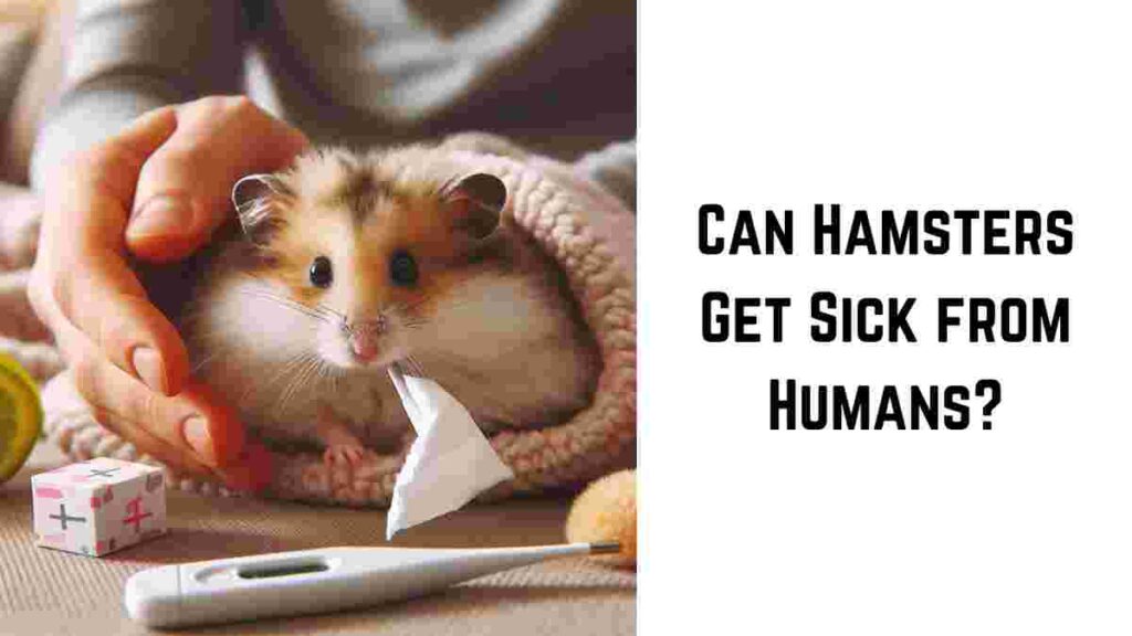 Can Hamsters Get Sick from Humans