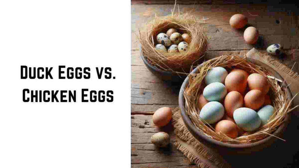 Duck Eggs vs Chicken Eggs