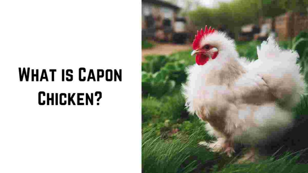 What is Capon Chicken