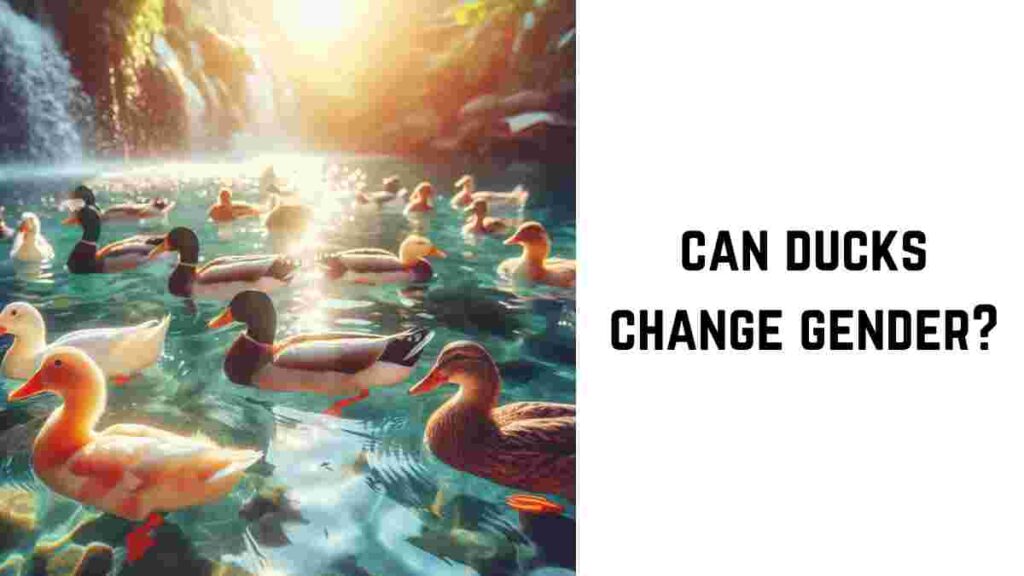 Can Ducks Change Gender