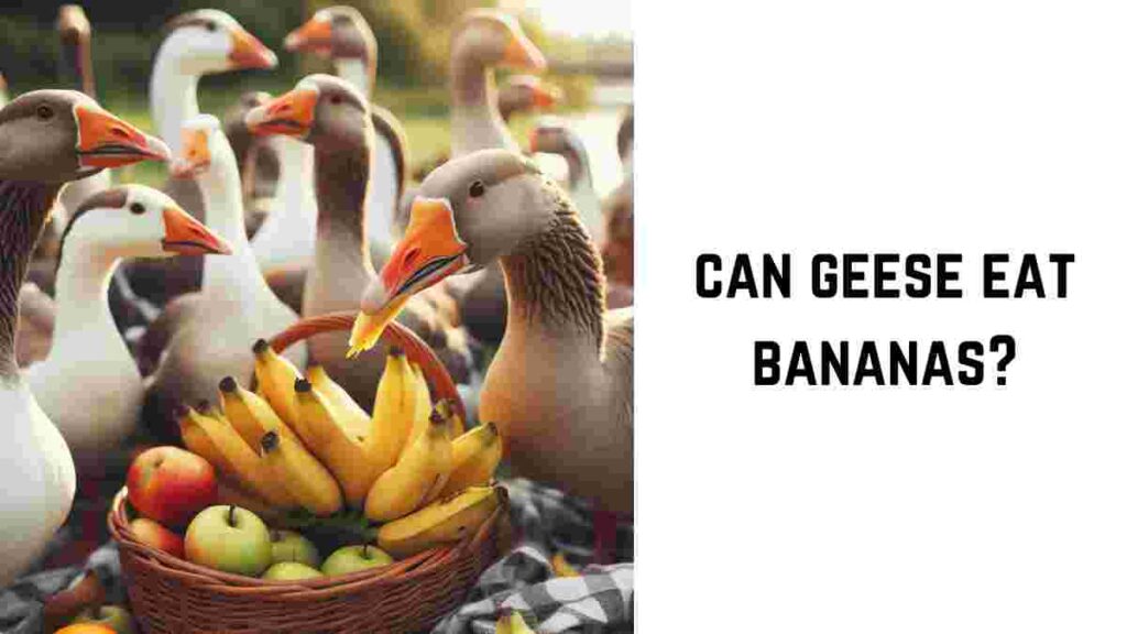 can geese eat bananas