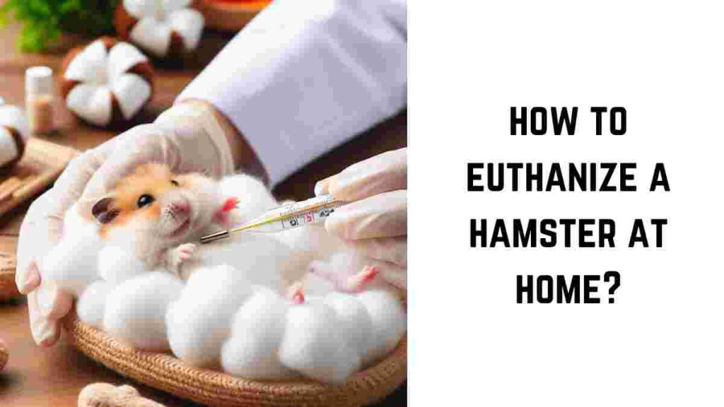 how to euthanize a hamster at home