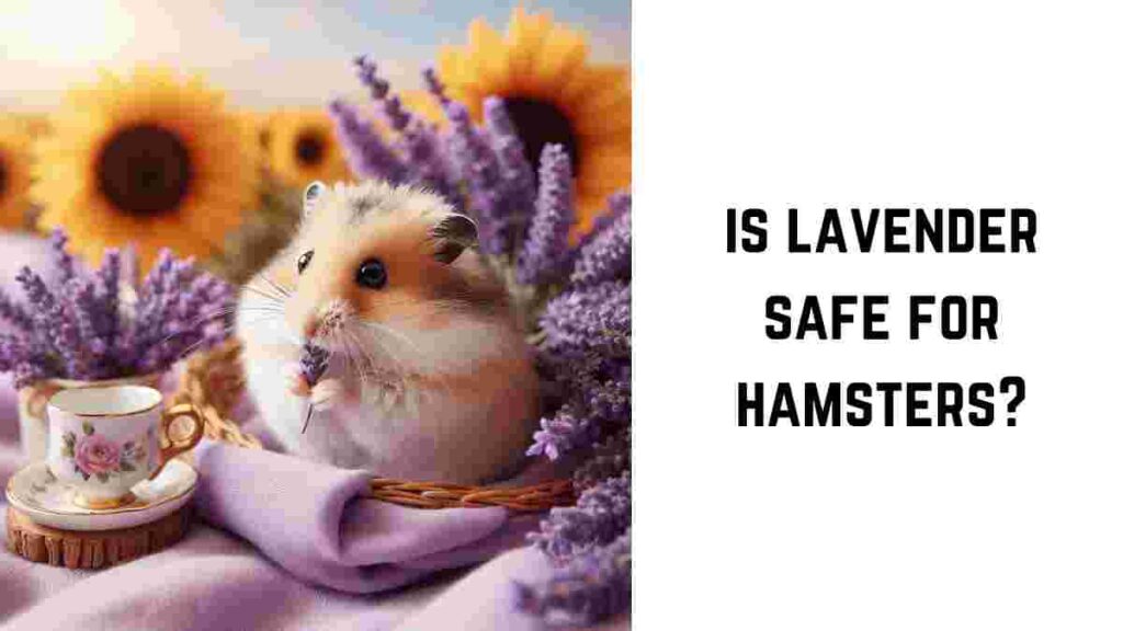 is lavender safe for hamsters