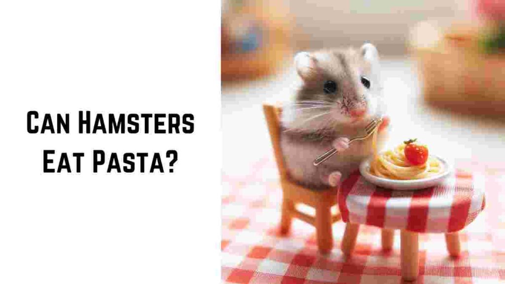 Can Hamsters Eat Pasta