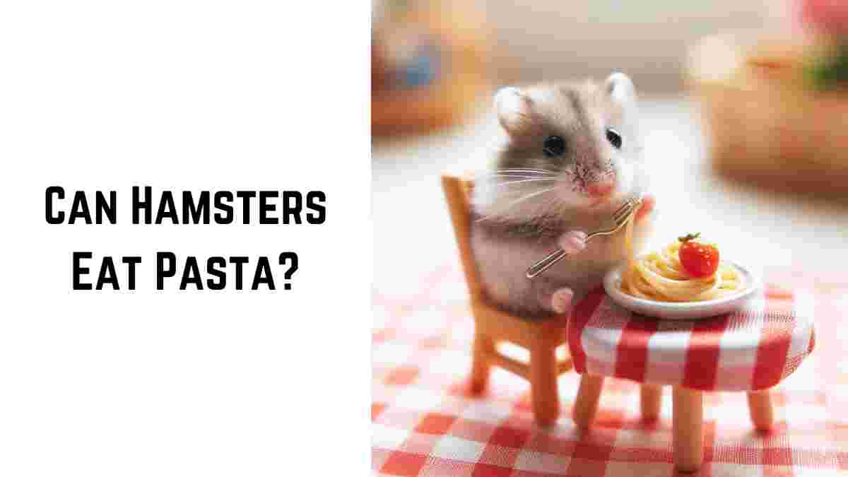 Can Hamsters Eat Pasta? A Powerful 3 Step Comprehensive Guide