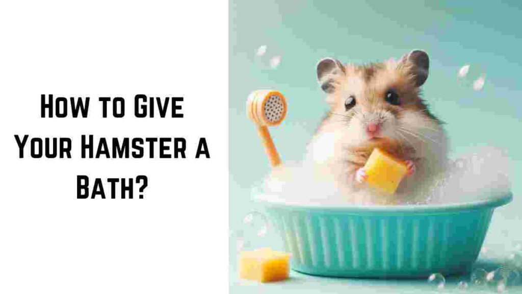 How to Give Your Hamster a Bath