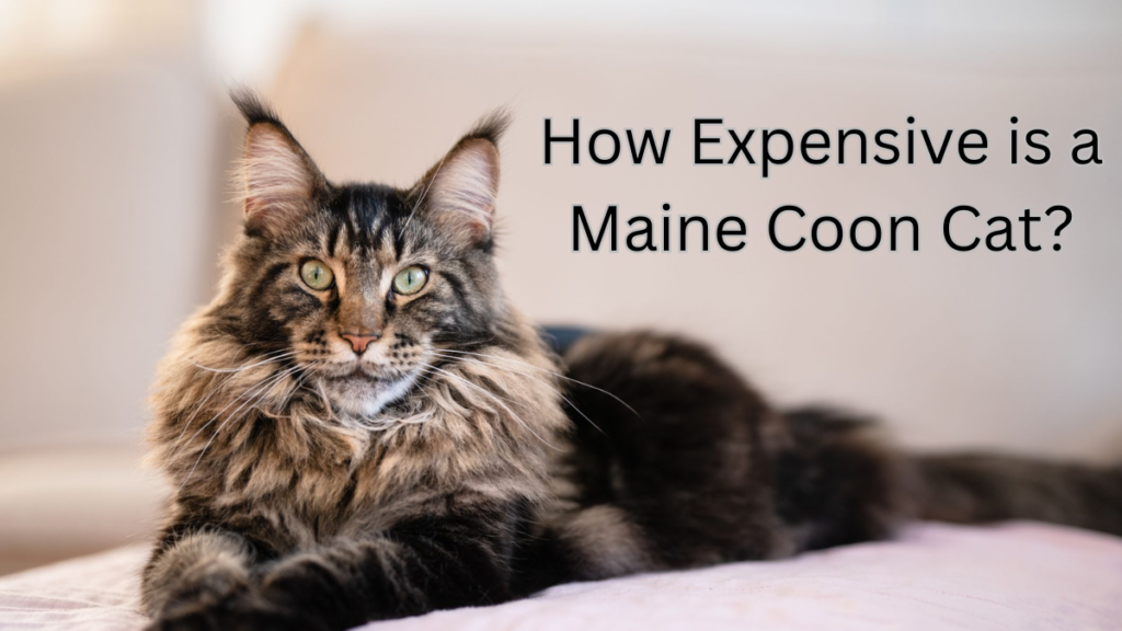 How Expensive is a Maine Coon Cat